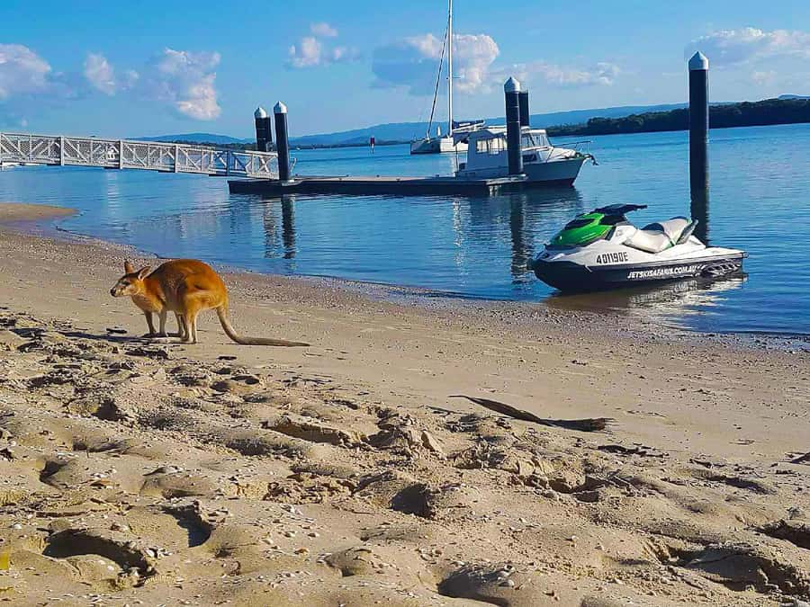 2.5-Hour Ultimate Jet Ski Safari to North Stradbroke Island - Why the North Stradbroke ride feels like a real adventure