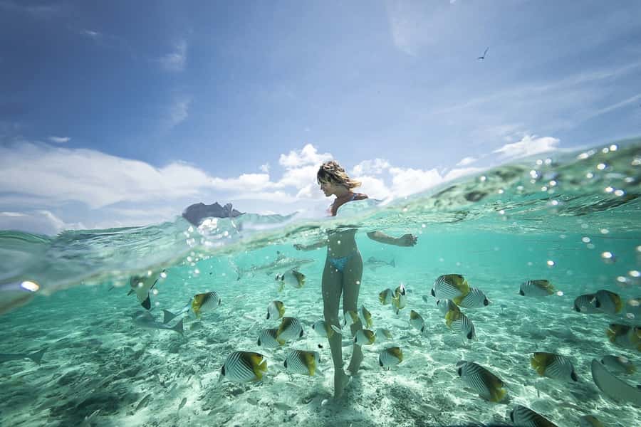 Bora Bora: Jet Ski, Lunch & Shark/ Ray Safari - Shark and stingray safari: shallow-lagoon snorkeling with a no-feeding rule