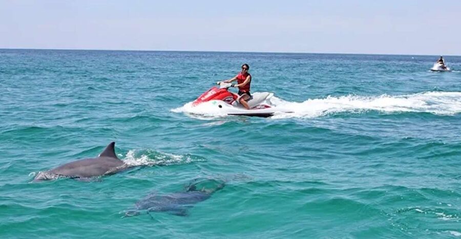 Cape Coral and Fort Myers: Wild Life Jet Ski Tour - The Gulf Cruise: Where You’re Watching for Marine Life