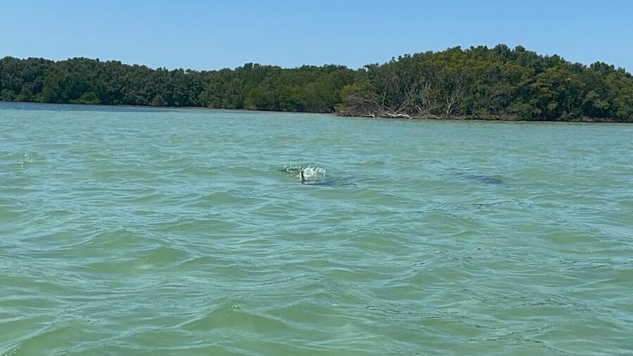 Clearwater: Dolphin Jet Ski Tour - 1 SKI FOR UP TO 3 PEOPLE - Why Honeymoon Island and Caladesi State Park hit so hard by jet ski
