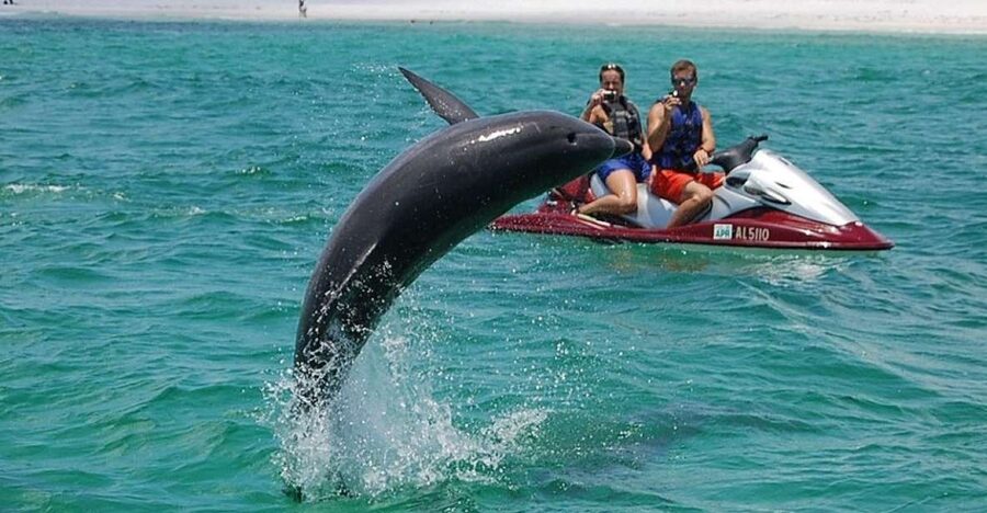 Destin: Crab Island Dolphin Jet Ski Tour - Jet Ski Freedom Meets Dolphin Watching Near Crab Island