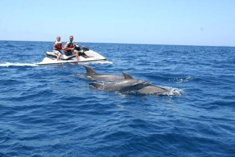 Destin: Crab Island Dolphin Jet Ski Tour - Dolphin Watching Rules You’ll Want to Know
