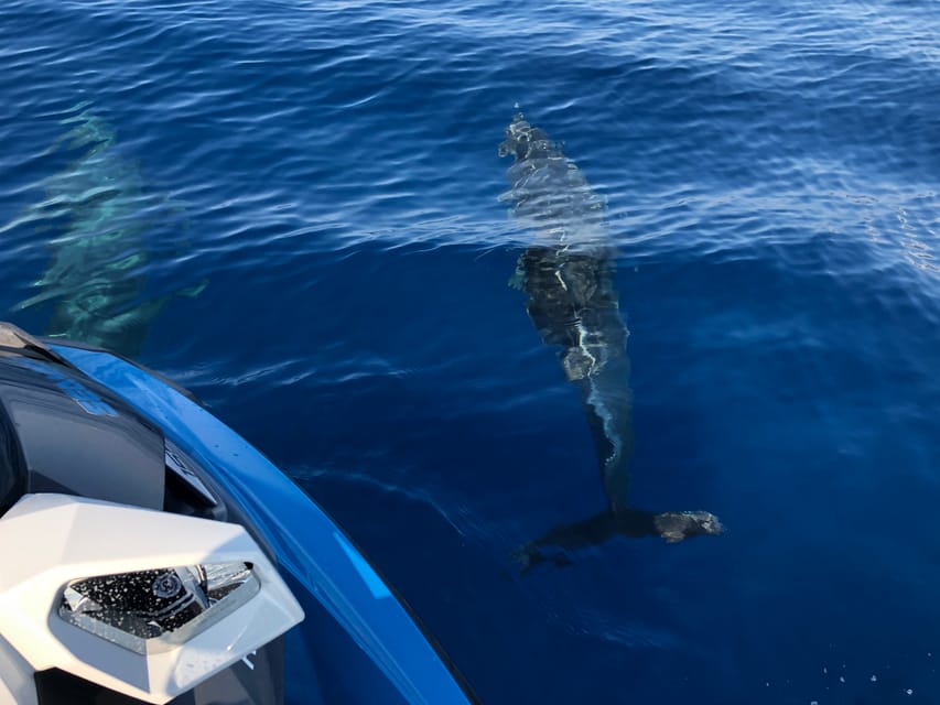 From Propriano: Gulf of Valinco Jetski Tour - 1h - The bird island views: why this moment matters