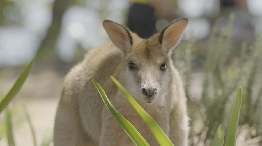 Gold Coast: Stradbroke Island Jetski Tour - Tipplers Café Stop and Wallabies: The Calm Center of the Tour