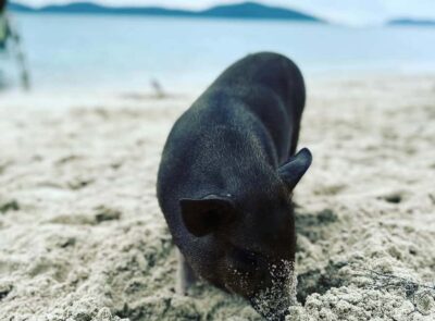 Koh Samui: Jetski Safari, Snorkeling to Pig & Virgin Islands - Getting There: Pickup Stops and Timing You Should Plan For