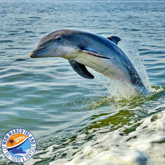 Marco Island: Dolphin Jet Ski Tour - Key Things to Know Before You Go